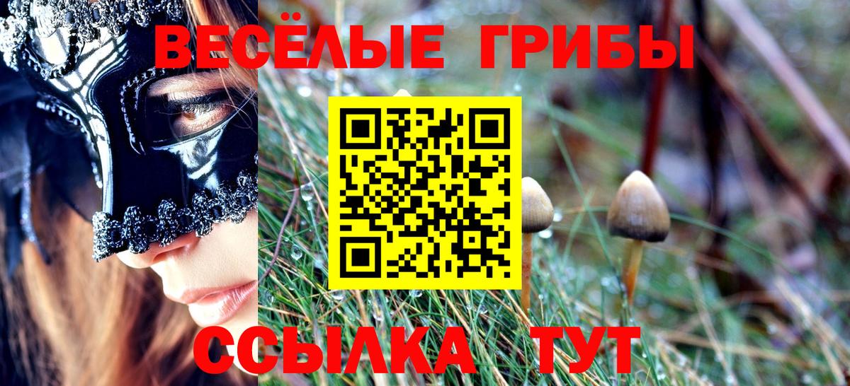 Галлюциногенные грибы Psilocybe  Вход с VPN  Зеленогорск 